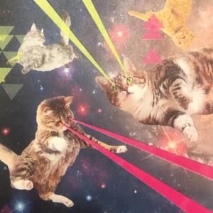 Meet your Posher, Callie